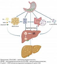 Механизмы прогрессирования НАЖБП при инфекции H. pylori