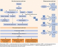 Рис. 2. Механизмы действия уридина при диабетической нейропатии