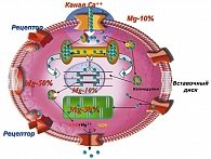 Рисунок 3. Распределение ионов Mg2+ в клетке и во внеклеточной среде