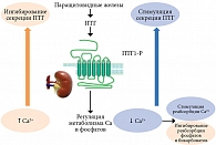 Рис. 3. Регуляция секреции ПТГ и влияние на функцию почек