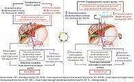 Рис. 2. Схематическое изображение транспорта холестерина в организме человека в норме (левая часть рисунка) и при холестазе (правая часть рисунка)
