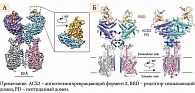 Рис. 1. Комплекс из двух молекул АПФ-2 (синий и голубой цвет), двух транспортеров аминокислот (розовый цвет) и двух фрагментов вирусного белка-«шипа» (желтый цвет) (А) и его расположение в клеточной мембране (Б)