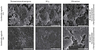 Рис. 2. Биопленка G. vaginalis (штамм G. vaginalis 131 не способствует БВ, штамм G. vaginalis 241 – способствует)