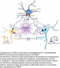 Управление астроцитами механизмом аденозиновых качелей, регулирующих сон