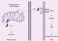 Рис. 2. Цитохром С как активатор процессов нейровоспаления