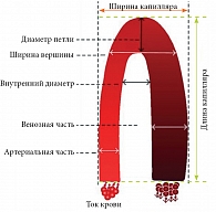 Рис. 4. Схематичное изображение строения капилляра