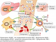 Рис. 1. Гомеостаз железа в условиях железодефицита (адаптировано из [10])