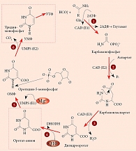 Рис. 3. Участие оротата в синтезе уридинмонофосфата (ОМФ – оротидинмонофосфат)