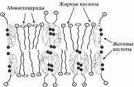 Рис. 2. Схематическое изображение состава липоидно-желчных комплексов, образующихся в тонкой кишке