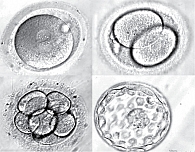 Рис. 1. Микрофотография последовательных стадий развития эмбрионов