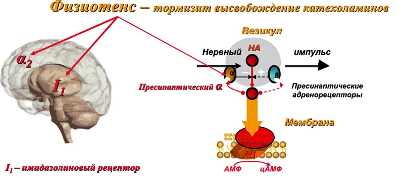 Физиотенс. Имидазолин рецепторы. Имидазолиновые рецепторы локализация. Антагонисты имидазолиновых рецепторов. Механизм действия физиотенза.