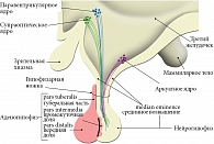 Паравентрикулярное ядро – место пересечения нейросетей тревоги и внутренних часов (адаптировано из [5])