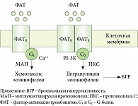 Рис. 3. Взаимодействие фактора активации тромбоцитов (ФАТ) со специфическими рецепторами (мономерный и димерный рецепторы – ФАТR)  на клетках