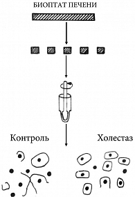 Рис. 3. Схема диспергирования биоптата печени для количественного адгезиометрического исследования