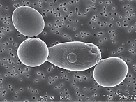 Рис. 1. Saccharomyces boulardii CNCM I-745