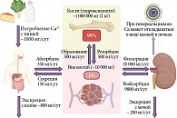 Рис. 1. Физиология обмена кальция