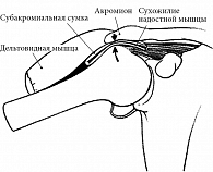 Рис. 1. Анатомия плечевого сустава