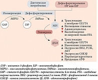 Рис. 2. Синтез, источники и роль МИ и ДХИ в качестве вторичных мессенджеров инсулина