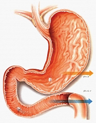 Рисунок 3. Схема всасывания кишечнорастворимой формы АСК