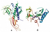 Рис. 2. Пространственные структуры цинксодержащих плацентарных белков: а – соматотропина (PDB 1bp3), б – толлоидного белка (белка морфогенеза кости 1, PDB 3edg)