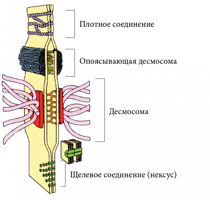 Анатомия женщины (строение женских половых органов) – полезные материалы optnp.ru