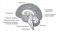 Рис. 1. Основные проекции гистаминергической системы головного мозга человека*