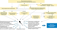 Основные патогенетические механизмы репродуктивных нарушений у мужчин с СД (адаптировано из [18, 27])
