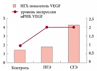 Рис. 3. Экспрессия и накопление VEGF  в эндометрии