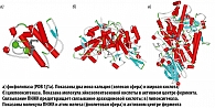 Рисунок 5. Пространственные структуры центральных  ферментов каскада арахидоновой кислоты
