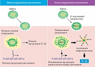 Рис. 2. Влияние β-лактамных антибиотиков на способность MRSA к внутриклеточной деградации и активацию провоспалительных реакций