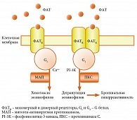 Рис. 2. Взаимодействие ФАТ со специфическими рецепторами на клетках