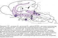 Рис. 4. Центральная роль орексинергической передачи в регуляции бодрствования. Фиолетовым отмечены «центры бодрствования» в стволе мозга, выделяющие ацетилхолин, дофамин, серотонин или норадреналин и активирующие таламус, гипоталамус, мотонейроны спинного