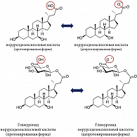 Рис. 3. Формулы норурсодезоксихолевой кислоты и ее глюкуронида в протонированной и депротонированной форме