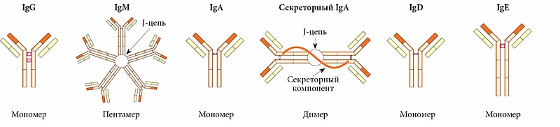 Секреторный иммуноглобулин а. Схема строения мономера иммуноглобулина. Строение иммуноглобулинов иммунология. Строение мономера иммуноглобулина. Схема строения секреторного иммуноглобулина а.