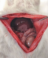 Рис. 2. Создание модели паренхиматозного кровотечения: этап выполнения срединной лапаротомии