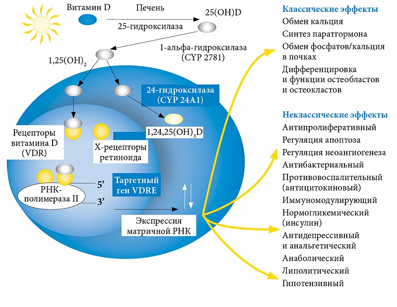 Через сколько восстанавливается гормональный фон