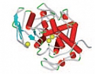 Рис. 5. Пространственная структура тирозиназы – фермента, необходимого для синтеза меланина (PDB 1WX3) (cферы желтого цвета – атомы меди в активном центре фермента)