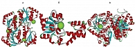 Рис. 5. Mg-зависимые белки гликолиза (ионы магния, расположенные в активных участках ферментов, указаны как сферы: а – димер фосфофруктокиназы, б – фосфоглюкомутаза, в – димер енолазы)