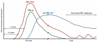 Динамика вирусных маркеров при хронической HBV-инфекции (адаптировано из [8])