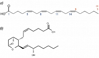 Рисунок 3. Строение молекул арахидоновой кислоты и тромбоксана А2:  а) арахидоновая кислота, б) тромбоксан А2