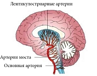Рис. 2. Особенность формирования лентикулостриарных артерий