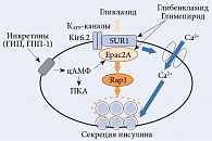 Рис. 1. Механизмы влияния ПСМ и инкретинов на секрецию инсулина