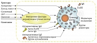 Рис. 1. Механизм реализации тучными клетками воспаления в пораженных участках кожи при различных видах хронической крапивницы