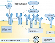 Рис. 3. Потенциальные механизмы антибактериального эффекта витамина D в предстательной железе