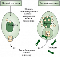 Рис. 3. Эффект взаимодействия «гепсидин – ферропортин (Fpn)» в отношении клеточного экспорта железа
