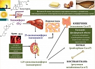 Рис. 3. Метаболизм витамина D и его участие в фосфорно-кальциевом обмене