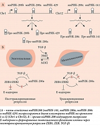 Механизм действия миРНК-200 в эпителиально-мезенхимальном переходе клетки