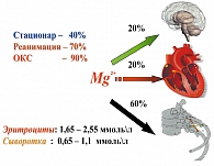 Рисунок 2. Распределение Mg2+ в организме и частота встречаемости дефицита Mg2+