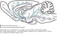 Рис. 6. Нейроанатомическое расположение проекций систем орексина/гипокретина  и МКГ. Схематическое изображение сагиттального среза мозга крысы. Точки показывают распределение и относительную насыщенность клеточных тел, экспрессирующих  орексин/гипокретин
