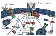 Рис. 1. Внутриклеточный сигнальный каскад рецептора инсулина, в котором принимают непосредственное участие различные производные миоинозитола (обозначены как «В₈»), ионы кальция и магния